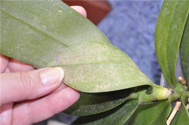 Вредители орхидей - как бороться и как избавиться от насекомых