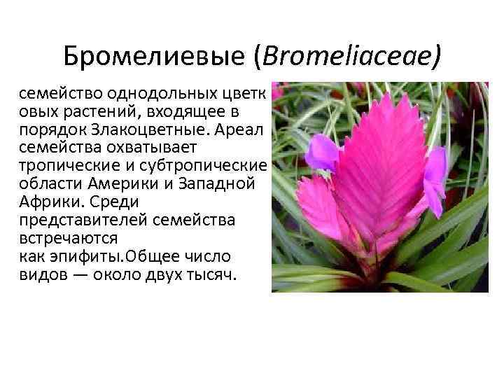 Экзотическая бромелия — сорта и виды с фото. как выращивать цветок в домашних условиях?