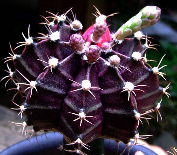 Гимнокалициум  михановича – экзотика дома: 15 видов с фото
