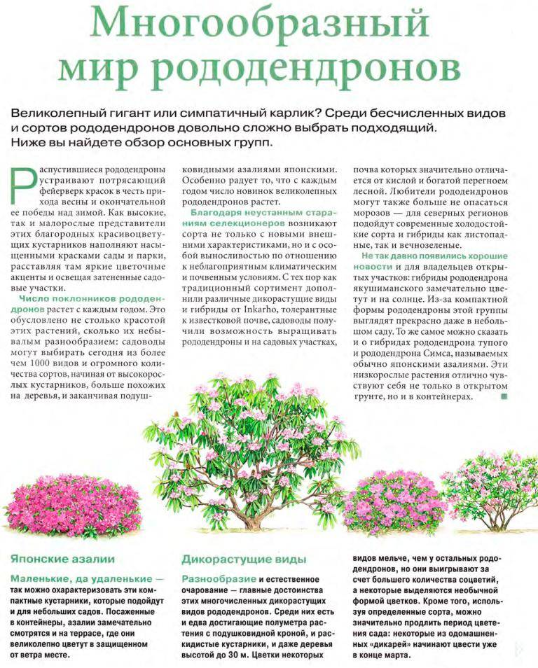Рододендрон — правила посадки и ухода в открытом грунте — ботаничка