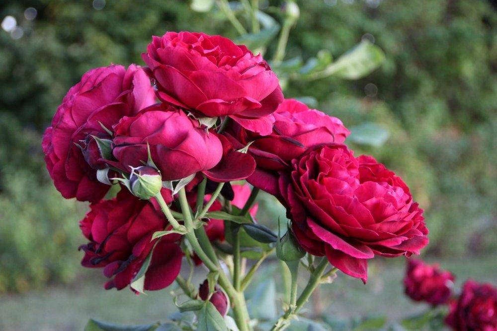 Роза шраб графиня фон харденберг (astrid grafin von hardenberg) купить выгодно ✵ сады-эдема.рф – интернет магазин растений для сада
