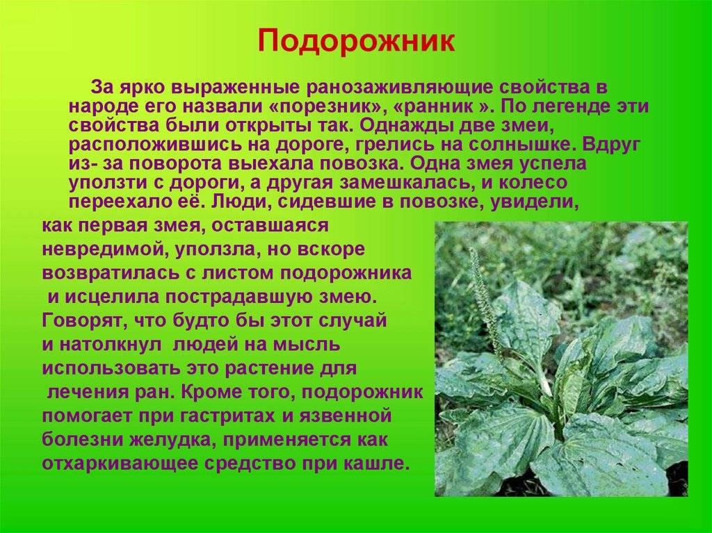 Трава подорожник. подорожник: лечебные свойства :: syl.ru