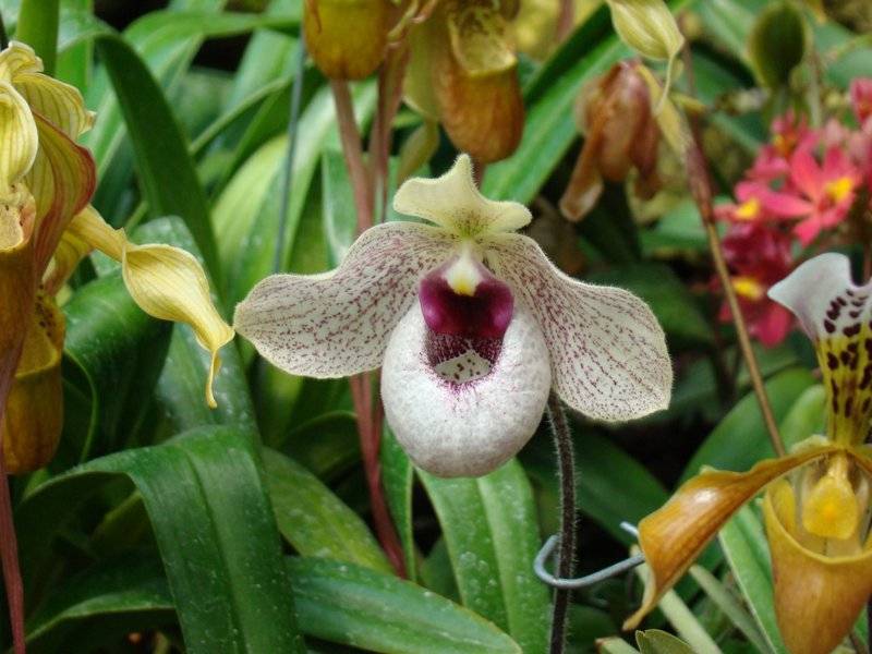 Пафиопедилум - венерин башмачок и фаленопсис - орхидея-бабочка