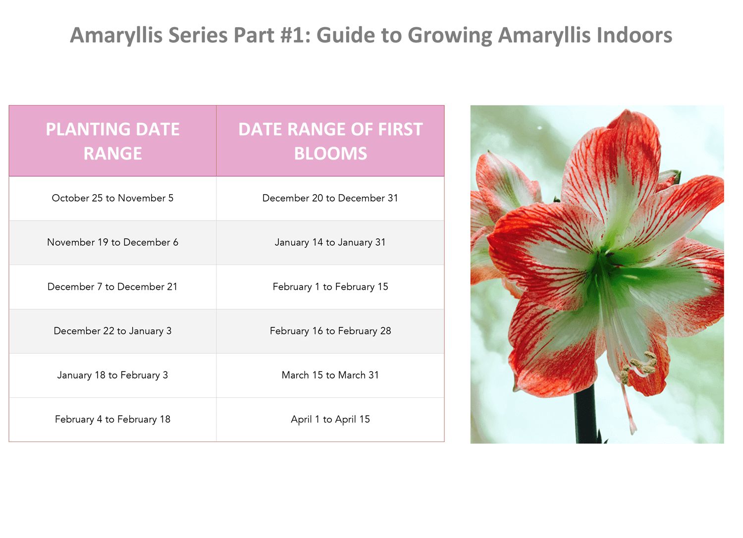 В чем отличие амариллиса и гиппеаструма? как определить, какой из тропических цветов в горшке перед вами?