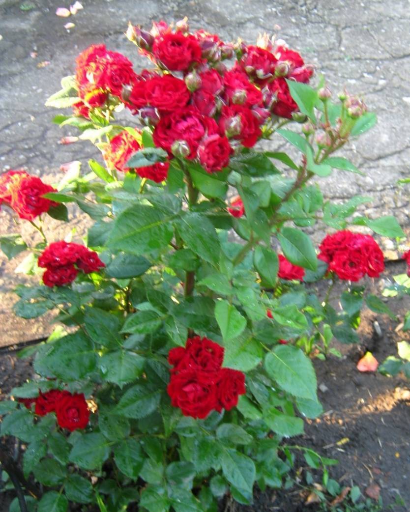 Розы патио и спрей что это такое. розы спрей - невообразимое цветение компактного кустика