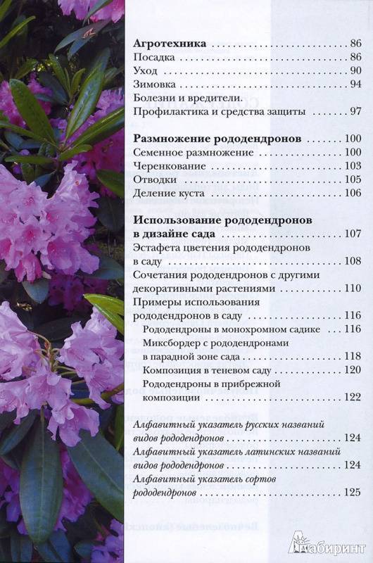 Рододендроны на Урале: уход и посадка