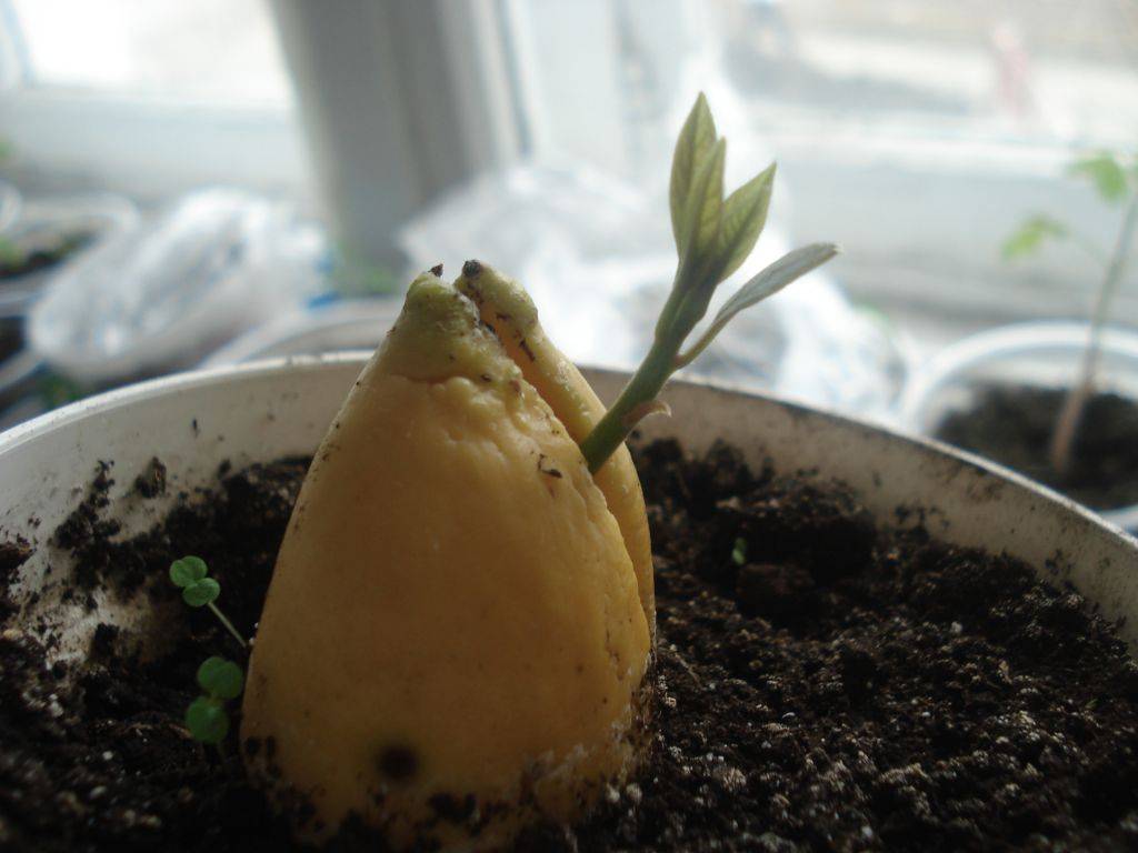 Проращивание косточки лимона в домашних условиях: как вырастить росток лимона