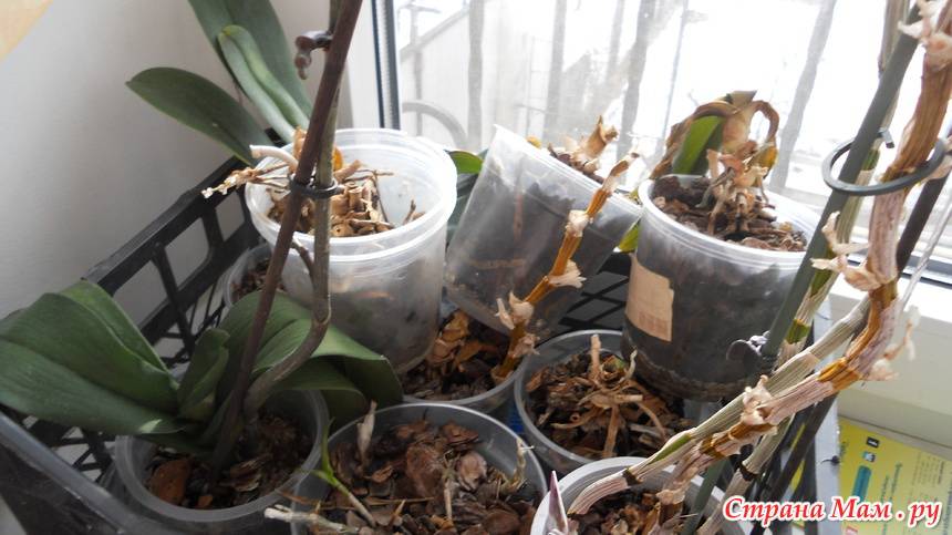 Как реанимировать орхидею: восстановление в домашних условиях