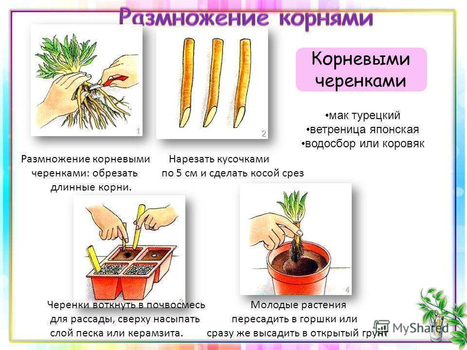 Способы размножения мальвы: черенкование, выращивание из семян, деление куста