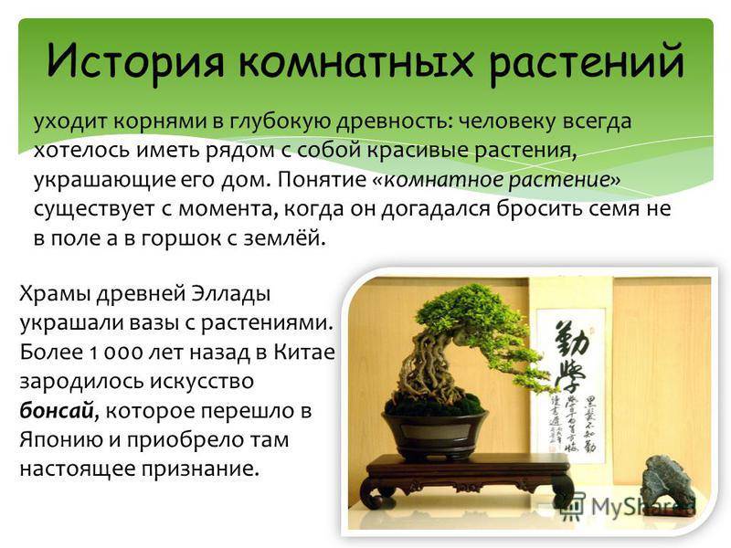 Сообщение о комнатном растении