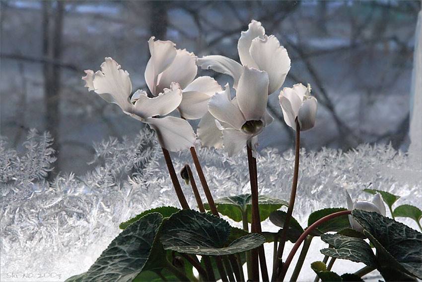 Комнатный цветок цикламен: рекомендации по уходу