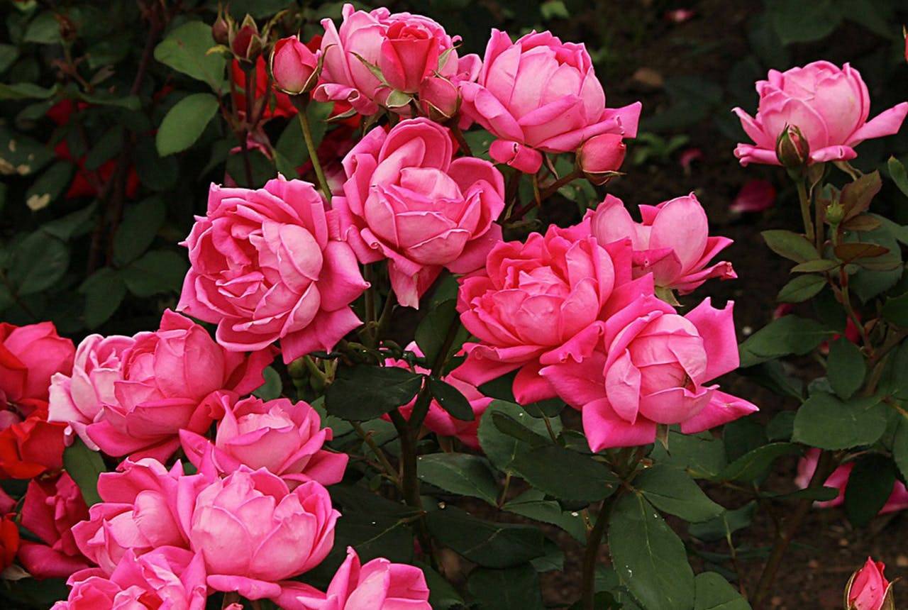 Как правильно вырастить хороший сорт канадской парковой розы