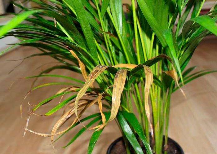 Популярный хризалидокарпус — уход в домашних условиях за пальмой-бабочкой