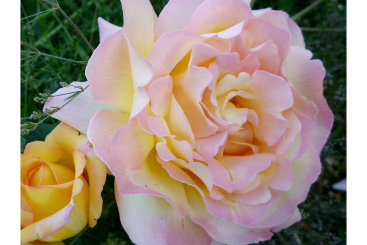 Глория дей роза - описание, награды сорта, плюсы и минусы, выращивание | розоцвет
