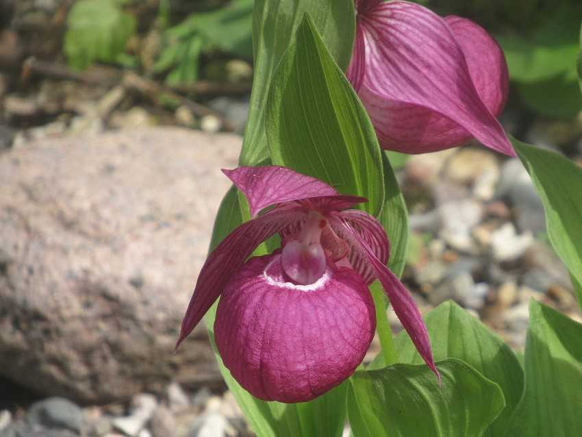 «венерины башмачки», или пафиопедилум — легенда среди комнатных орхидей. уход в домашних условиях. фото — ботаничка