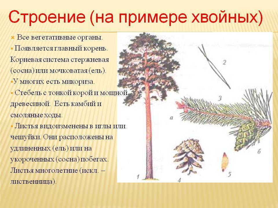 Лиственница - интернет-журнал «живой лес»