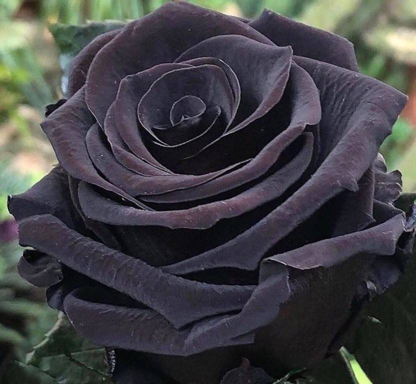 Блэк маджик роза - описание сорта, правила ухода, отзывы и фото | розоцвет