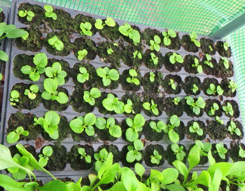 Посадка и выращивание примулы мелкозубчатой из семян: уход за многолетним цветком