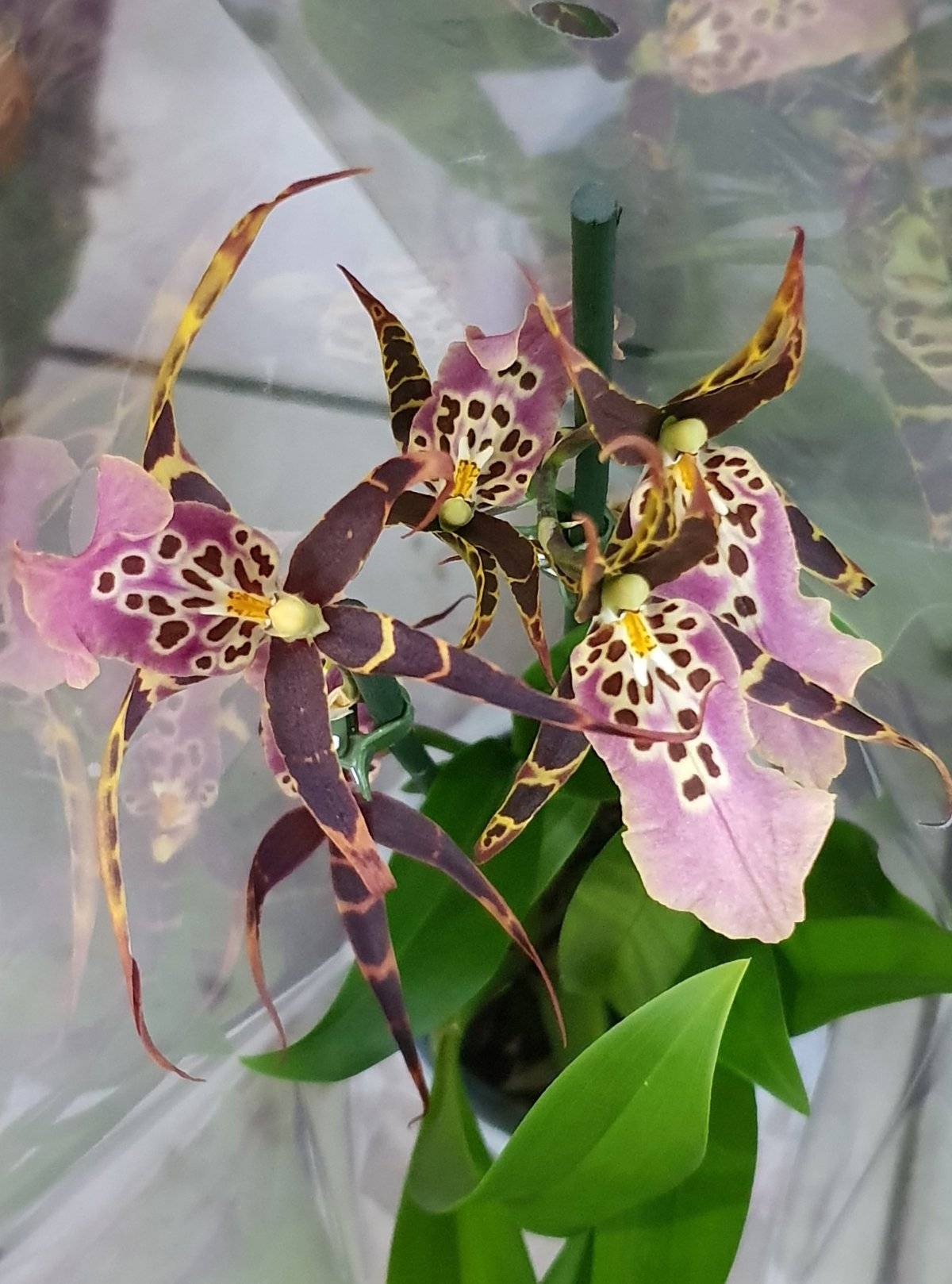 Орхидея брассия: уход в домашних условиях, полезные советы, размножение, фото