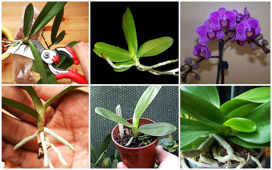 Как размножить орхидею через цветонос в домашних условиях: плюсы и минусы, а также основные правила этого метода разведения, пошаговая инструкция по процедуре русский фермер