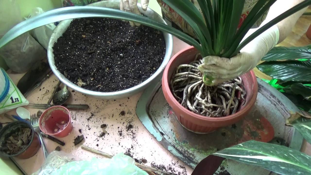 Цветок кливия - уход в домашних условиях, фото, размножение