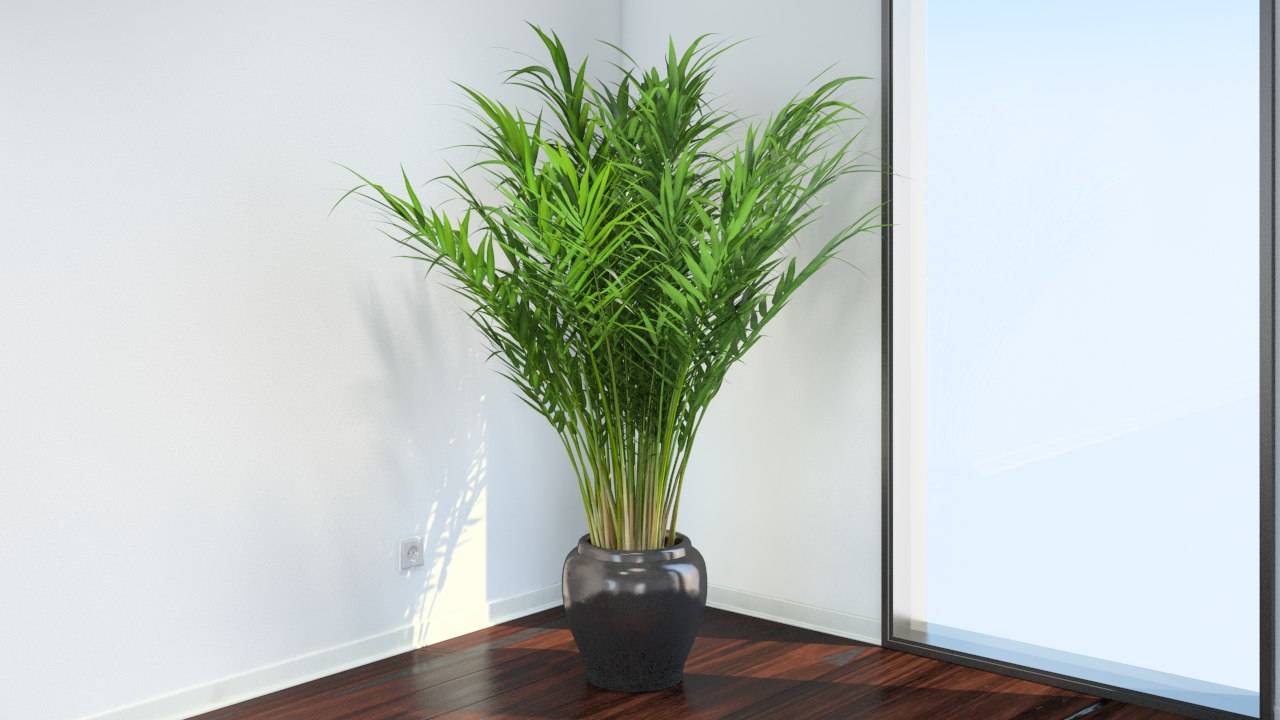 Пальма арека (хризалидокарпус) в домашних условиях: фото и правила ухода за растением