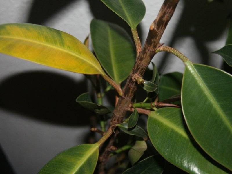 Почему желтеют листья у фикуса бенджамин и других сортов: причины и лечение, что делать, если стали опадать с растения, от чего могут пожелтеть и сохнуть зимой