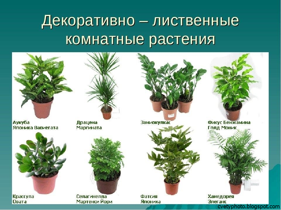 Самые полезные комнатные растения для дома