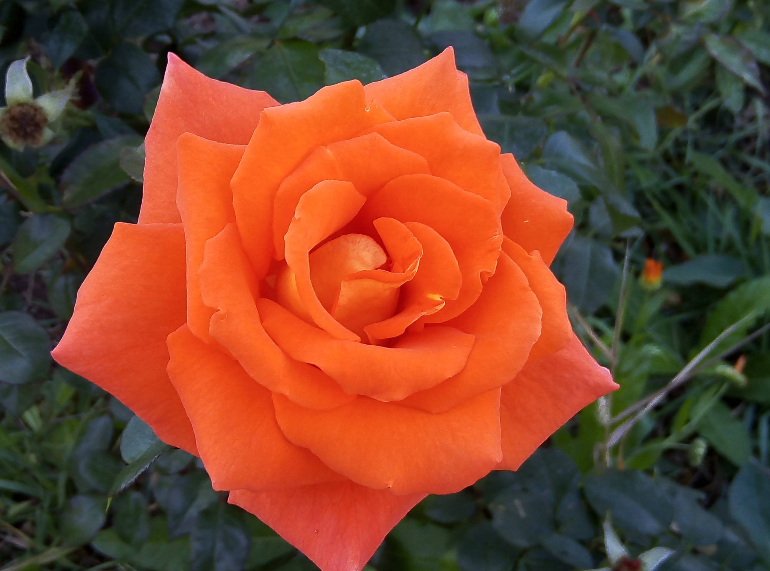 Розы ярко оранжевого цвета названия и фото