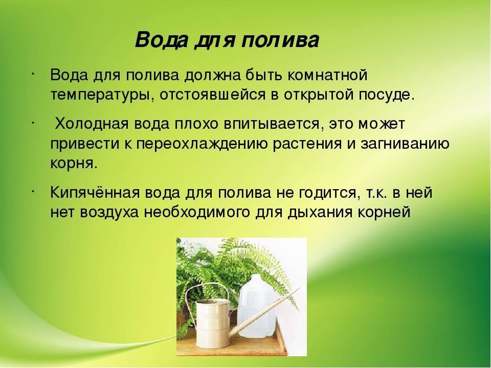 Как ухаживать за толстянкой (денежным деревом): полив, температура и освещение - статьи и советы на furnishhome.ru