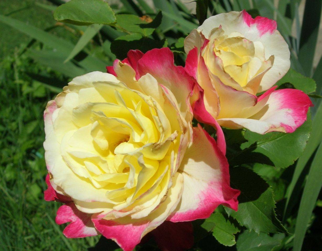 Роза дабл делайт - сочетание роскоши и великолепия