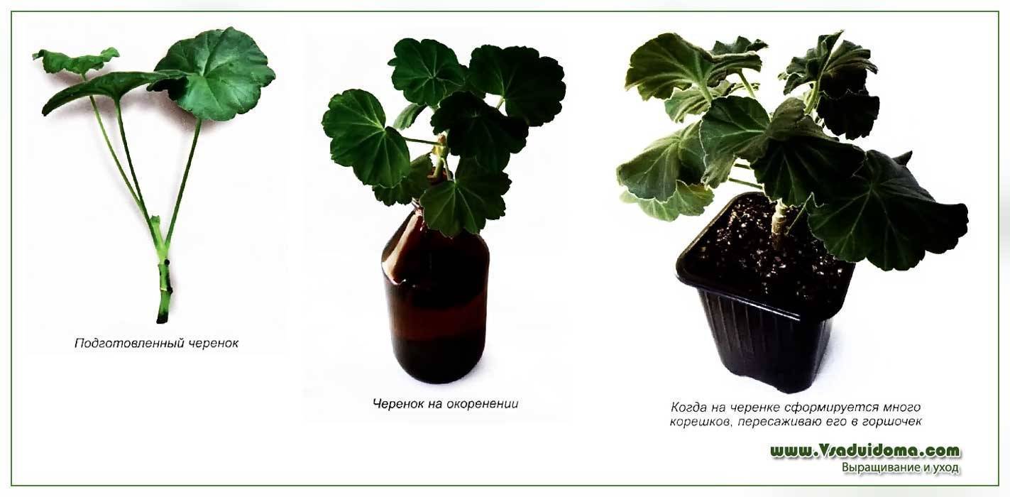 Пеларгония из семян в домашних условиях: сорта, технология посева, уход