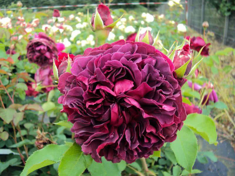 Плетистый сорт розы вильям шекспир 2000: описание паркового английского цветка