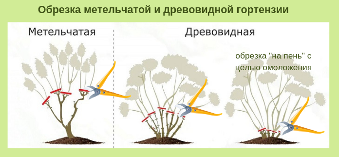 Посадка и уход гортензии в сибири: 3 вида и 3 особенности выращивания
