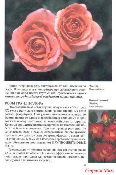 Розы лимонад. описание сорта и почему их так часто покупают