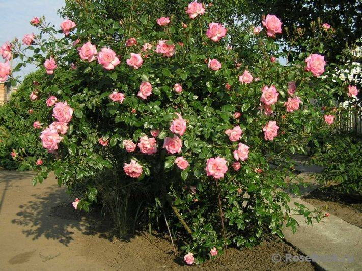 Описание плетистой розы хендель (handel), ее посадка и уход
