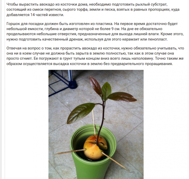 Как вырастить авокадо из косточки в домашних условиях: подробные инструкции и рекомендации
