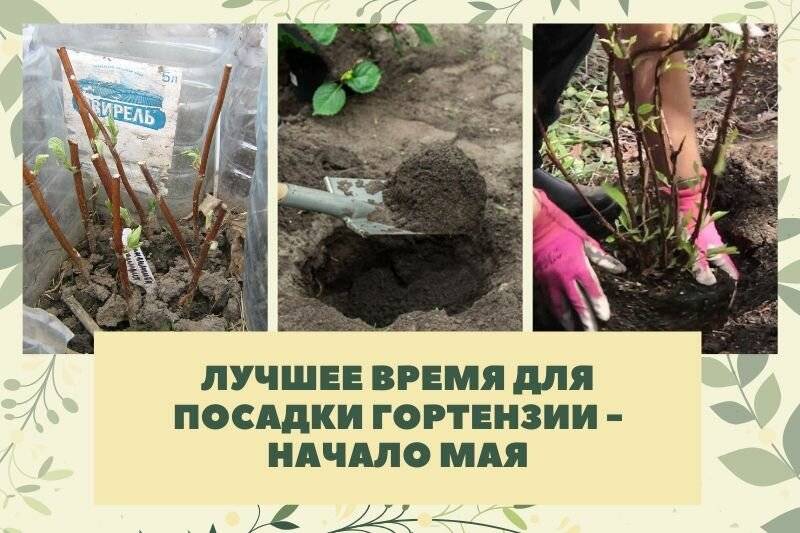 Гортензия в сибири: посадка и уход. выращивание гортензии в регионах с суровым климатом :: syl.ru