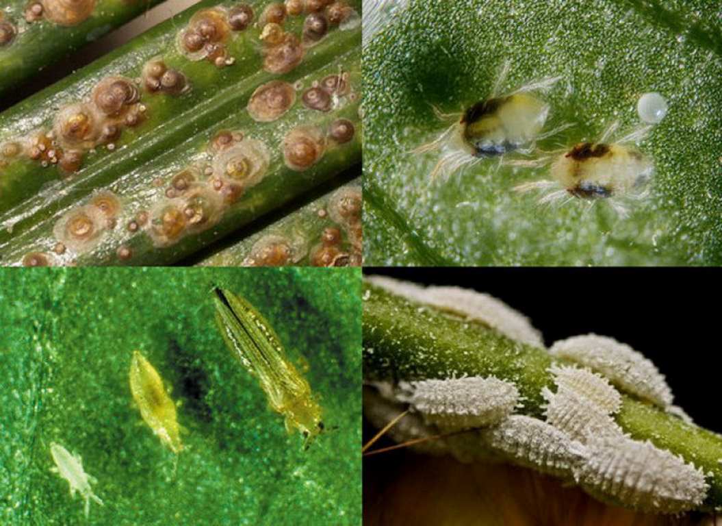 Лечение орхидей фаленопсис от вредителей: фото и описание паразитовдача эксперт