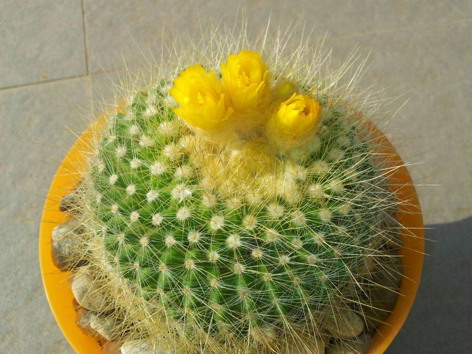 Разновидности пушистого кактуса: описание цветка, уход, цветение и размножение