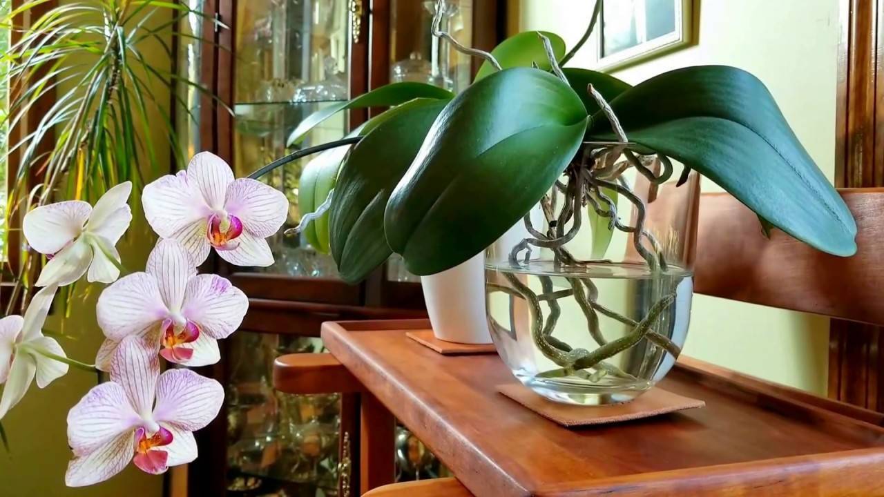 Почему не цветет фаленопсис и как это исправить
