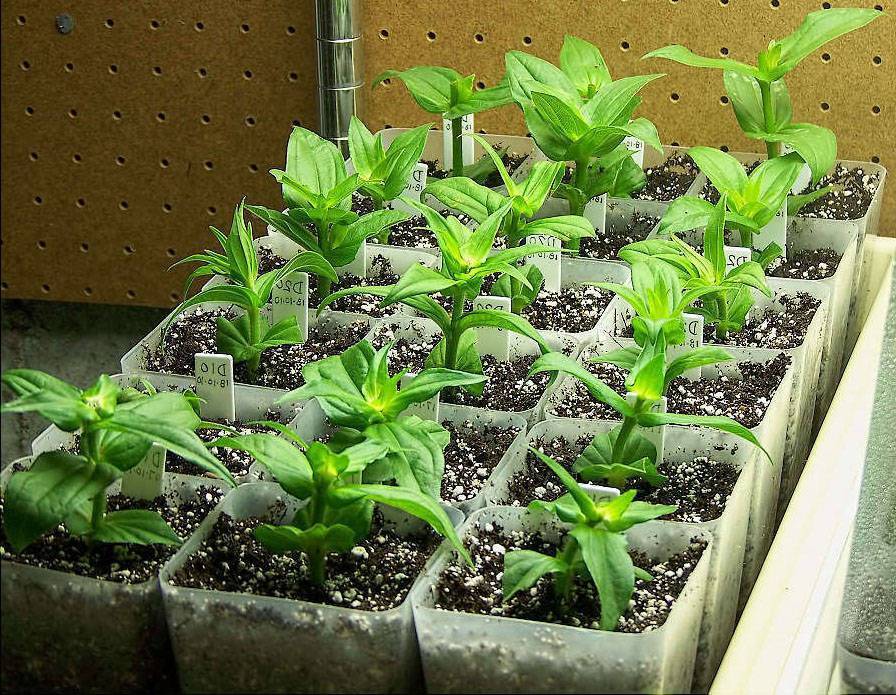 Циния: выращивание из семян, когда сажать на рассаду, как ухаживать
