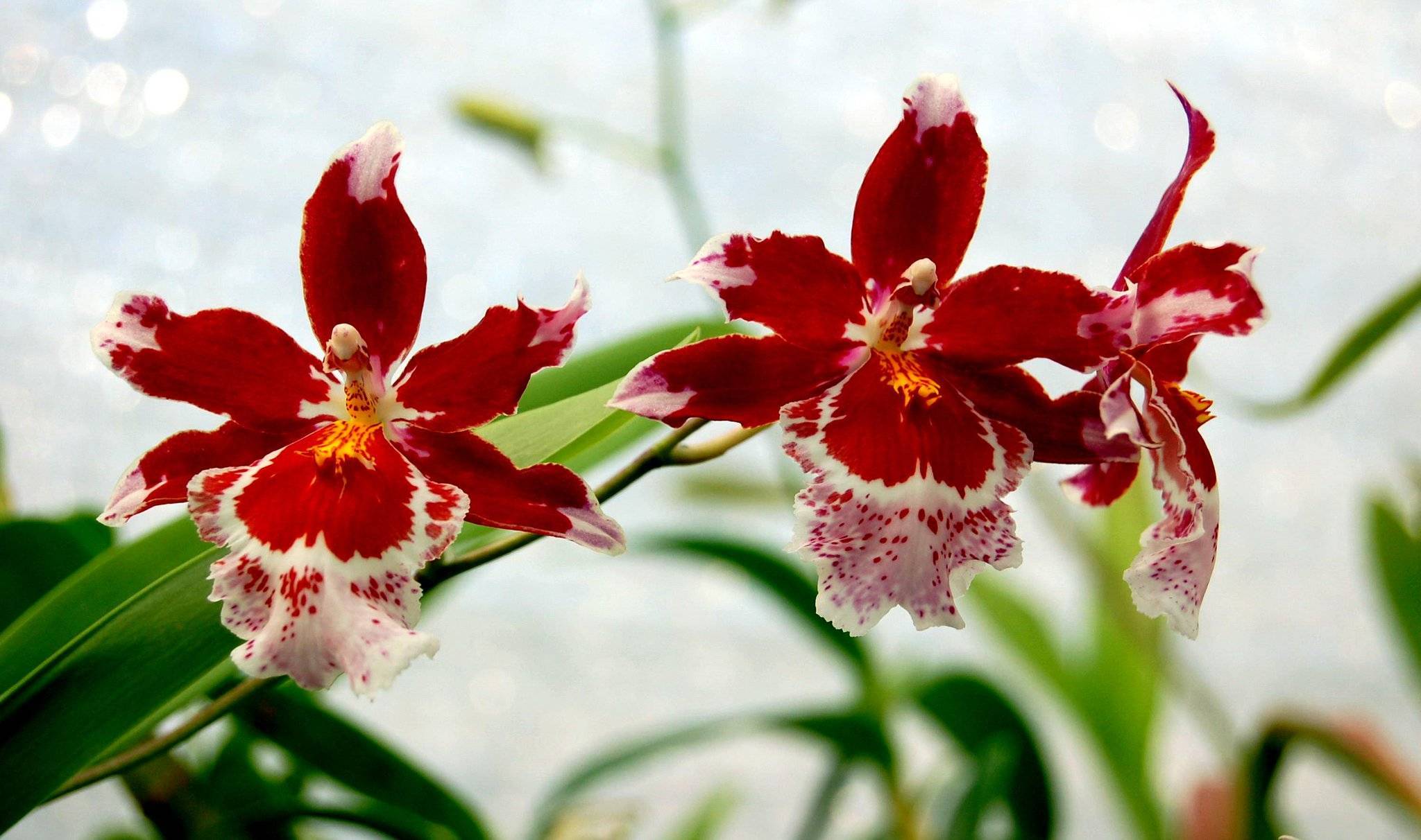 Орхидея камбрия уход в домашних условиях: 7 важнейших правил, размножение, фото сортов