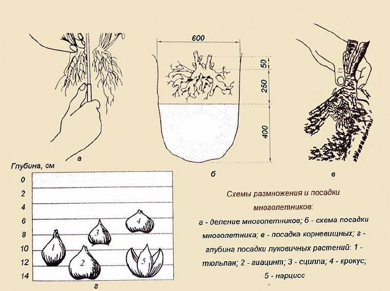 Лилии: посадка и уход в открытом грунте, выращивание и размножение сорта, фото, сочетание в ландшафтном дизайне