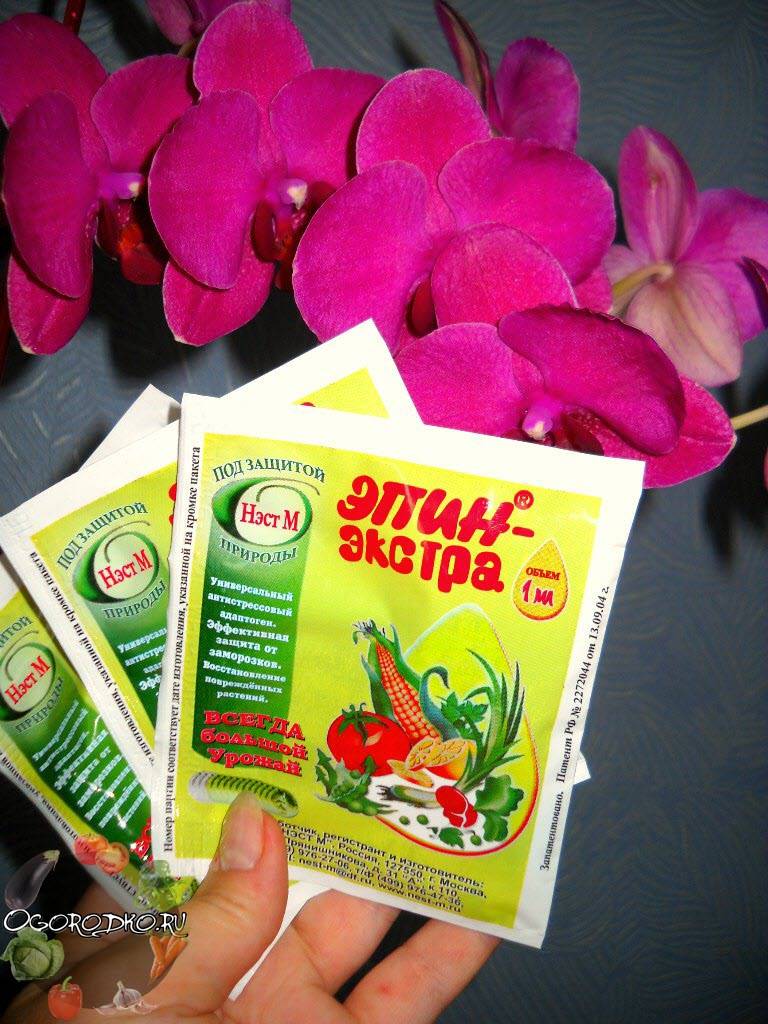 Чем подкормить орхидею в домашних условиях: народные и подручные средства