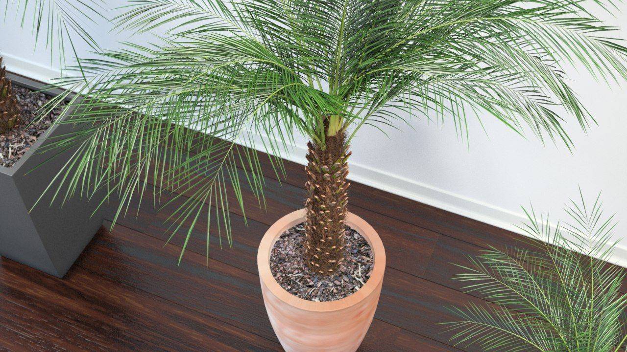 Как вырастить пальму из семян в домашних условиях – пошаговая инструкция с фотографиями [2019]