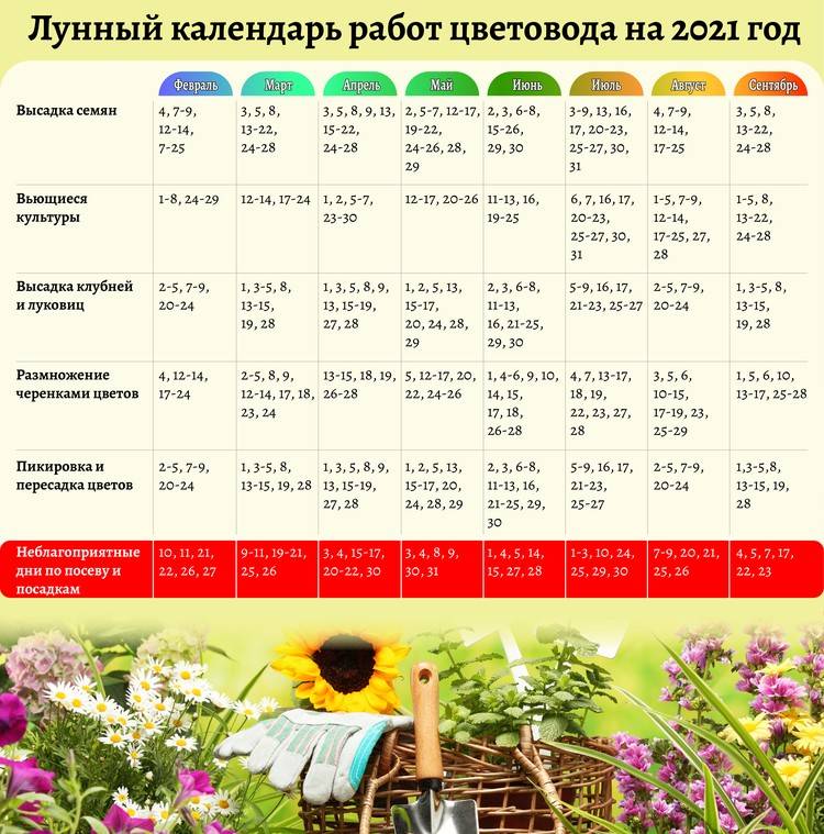 Календарь огородника на июнь 2021 года, благоприятные дни для посадки
