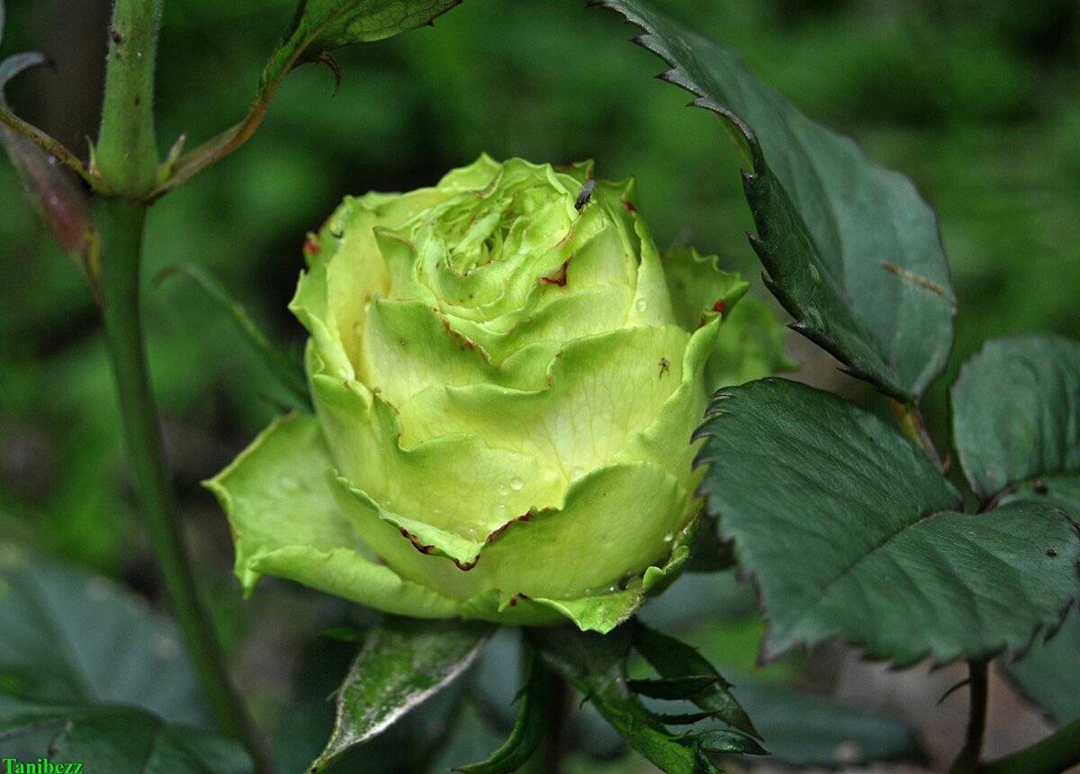 Роза лимбо: фото и описание этого сорта, особенности цветения, правила ухода и размножения, болезни и вредителидача эксперт