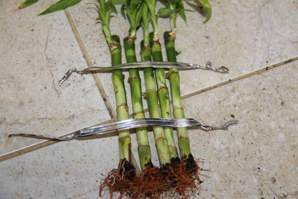 Как размножить бамбук из отростка в домашних условиях