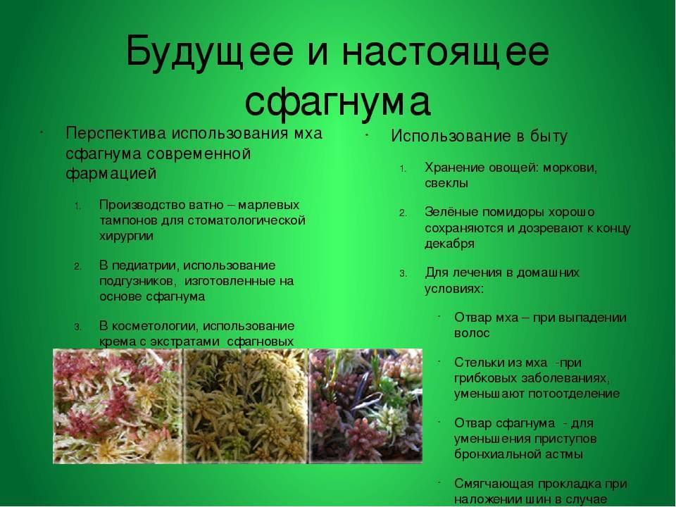 Природная губка или мох сфагнум: для чего используют в цветоводстве, как выбрать качественный ингредиент и как добавлять прослойку в вазоны